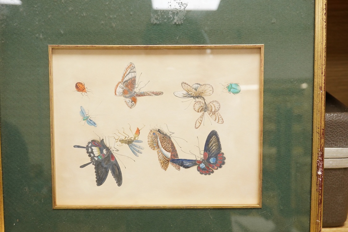 Chinese Export school, studies of butterflies and other insects, pair of watercolours on paper, 16 x 21cm